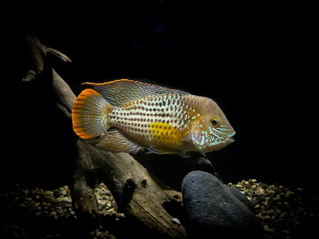 American Cichlid fish in aquarium