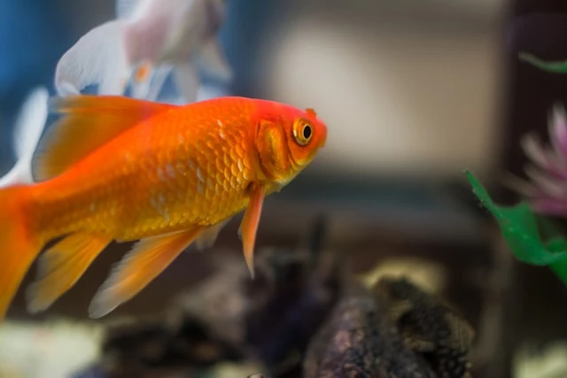 Orange goldfish swimming in an aquarium