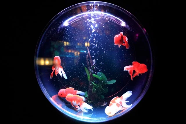 Colourful fish swimming in a circular aquarium tank