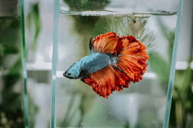 Colourful Betta fighting fish with flowing fins