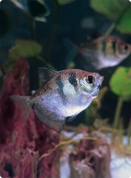 Beautiful cichlid fish in a natural aquarium setting
