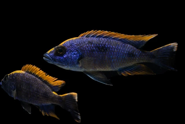 Colourful African Cichlid fish